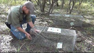 How to Set and Assemble a Humane Large Animal Trap