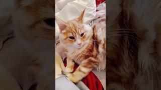 котик #настя-кошечкина#Nastya-Koshechkina