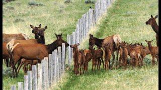 Elk on Elk Ridge Ranch