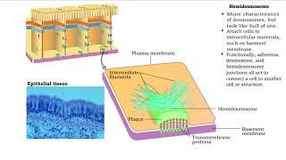 Type of Cell Junctions - Desmosome, Hemidesmosomes and Gap Junctions