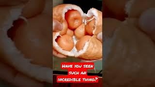 Have you seen such an incredible thing?/The obvious is incredible/Sensational fruit