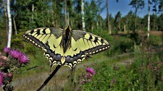 Papilio machaon Sweden 2011