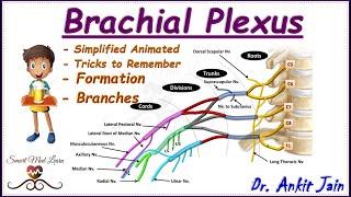 Brachial plexus / Anatomy / Simplified - Roots, Trunks, Divisions,  Cords and Branches/ in hindi