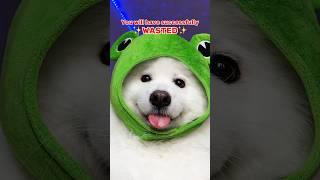 Send this to your Friend  #dogshorts #pets #tiktok #cutedog #samoyed #funny #shirothebuddy #puppy