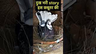 emotional story of pigeon  | #sadstory #pigeon #kabootar #shorts