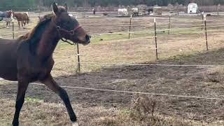 Good As Gold Sport Horses, LLC - 2022 Mambo No 5 filly - Samba GGSH - free lounge