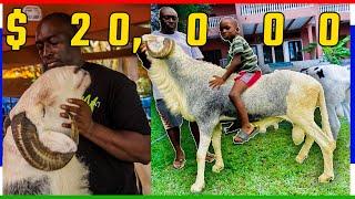 He left  the US  Army to be a Sheep Farmer in The Gambia _ $20,000 Sheep