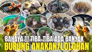 GAWAT !!! TIBA TIBA ADA BURUNG ANAKAN/LOLOHAN ! DI KIOS PASAR PRAMUKA