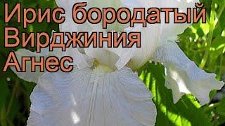 Ирис бородатый Вирджиния Агнес (iris)  обзор: как сажать, рассада ириса Вирджиния Агнес