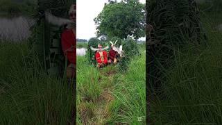 ‍️bird killing strategy# #super# video #India # #vietnamIndonesia# #mexico #