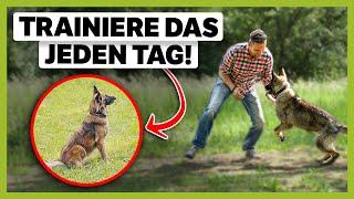 6 Übungen die du JEDEN TAG mit deinem Hund machen solltest!