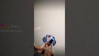 DoG Love GirL | sexy girl | imo hot sexy girls | hot girls | sexy girl