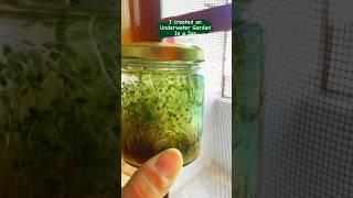 I Created an Underwater Garden in a Jar | #garden #home #experiment #shorts