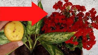ONLY 1 POTATO - Makes your Plant Explode from Growing and Blooming