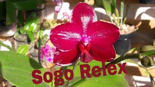 Phalaenopsis Sogo Relex