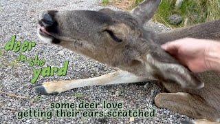 Deer love getting their big ears scratched