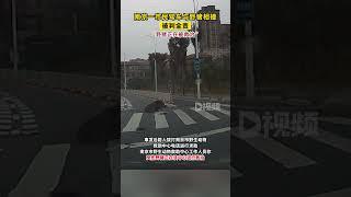 一市民驾车途中与野猪相撞因驾驶人未保证安全驾驶，交警判定车主全责 #财经 #时事 #搞笑