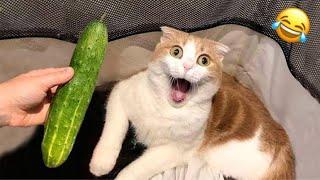 OMG Funny Cats Videos|| Funny Animals Competition 2025