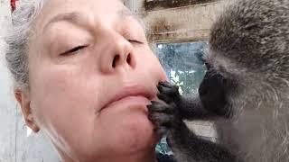 ASMR Baby Monkey Lollipop Face Grooming, Lip Smacking And Kissing #asmr #babymonkey