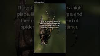 Spiders have learned to fly using their webs #shorts #facts #animals