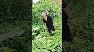 Harvesting red water spinach 13.06: Enjoy rural life, gardening & nature #rurallife #garden #nature