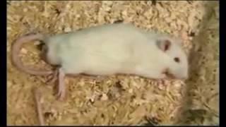 Абстинентный синдром