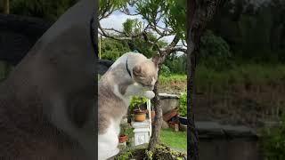 Cute Cat Moments 97  #cute #cat #moments #catlover #trending #youtubeshorts #viral #shorts