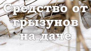 Надёжное средство от грызунов в саду зимой. Сад. Огород. Садовод и огородник.