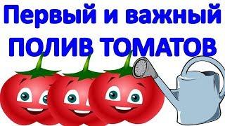 Первый и важный ПОЛИВ ТОМАТОВ после высадки рассады в теплице. Сколько воды нужно и как поливать.