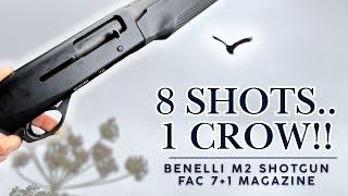 HOW MANY SHOTS!? CROW SHOOTING OVER LAYED BARLEY CROP