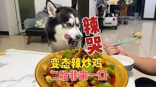 主人吃變態辣炒雞，二哈死活非要來一口，下一秒就被辣得翻白眼When the Husky sees the owner's food【马桶的逗比狗生】