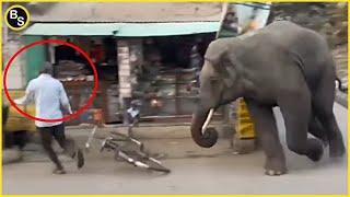 Angry Elephants Rampage in Public Areas !!