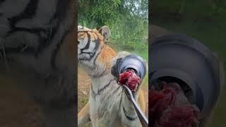 Big cat in Northeast Tiger Forest Garden  #short #wildlife #nature #cutecat #pets #love