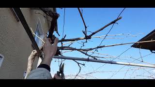 Overhead grape trellis.