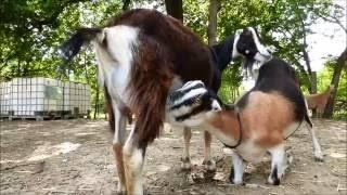 Adult goat nursing adult daughter