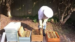 OSBN with Empty Comb - 3rd Inspection