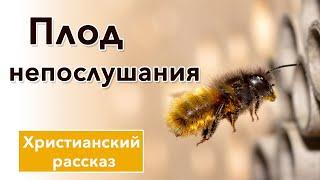  Плод непослушания - ХРИСТИАНСКИЙ РАССКАЗ | Христианские рассказы