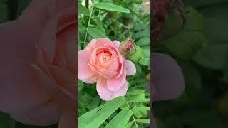 Queen of Sweden Rose