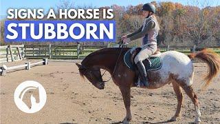 SIGNS A HORSE IS STUBBORN (& How To Fix It)