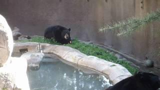 Bear eats a carrot