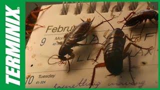 How to Get Rid of Roaches in My House
