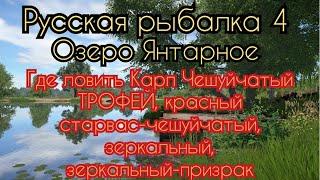 РР4. Озеро Янтарное.Где ловить Карп Чешуйчатый, Карп Старвас-красный,Карп Зеркальный и один Призрак.