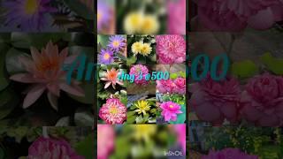 Combo offer(SOLD OUT)#forsale #lotus #waterlily #gardening #waterplants#aquaticplant #sale #trending