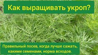 Как вырастить укроп? Посев укропа в открытый грунт? Как правильно сажать укроп? Посадка укропа