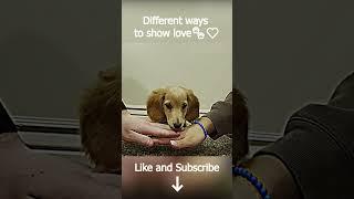 Our pets show us their love in different ways ️