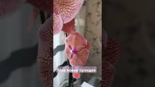 Моя новая орхидея️#обзор#original#plants#orchid#flowers