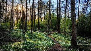 ASMR Forest Walk In Sweden, Soft Speaking Swedish Facts with Mouth Sounds