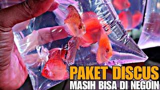 HARGA PAKETAN DISCUS MASIH BISA DINEGO LAGI !!! UPDATE HARGA IKAN DISCUS DI JATINEGARA TERBARU