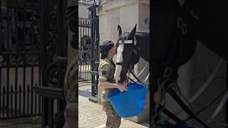 THANK YOU FOR THE WATER HORSE LICKS SOLDIERS HAND #kingsguard