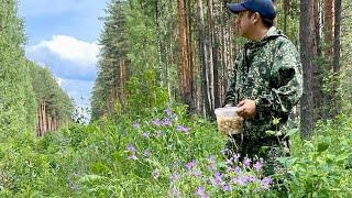 Грибы в Июне! Первые летние грибы 2025